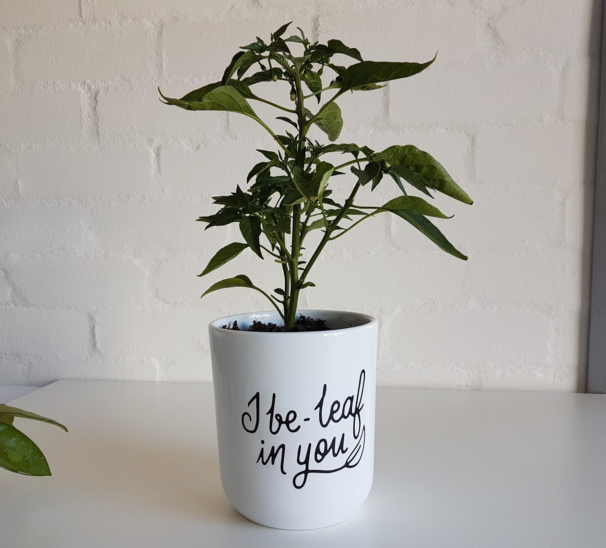 Pot plant holder